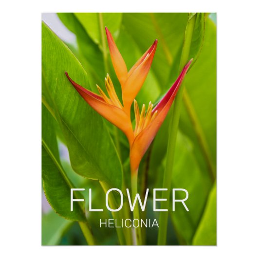 Heliconia Blume Design der Pflanze Poster (Vorderseite)