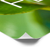 Heliconia Blume Design der Pflanze Poster (Ecke)
