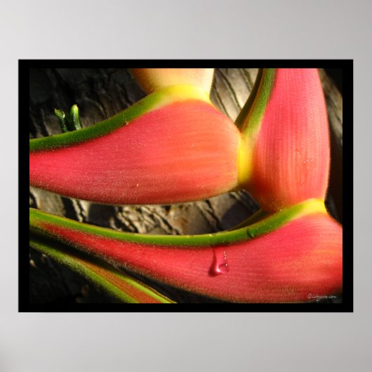 Heliconia Blume Poster drucken (Vorne)