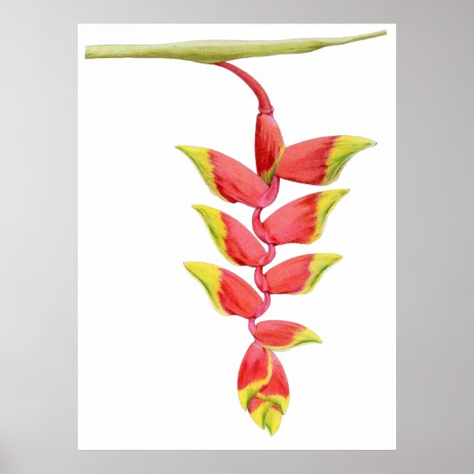 Heliconia Branch Poster (Vorne)