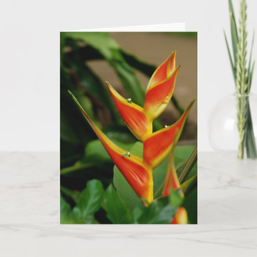 Heliconia, leere Karte (Vorderseite)
