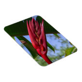 Heliconia Lobster Claw Magnet (Rechte Seite)