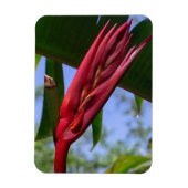 Heliconia Lobster Claw Magnet (Vertikal)