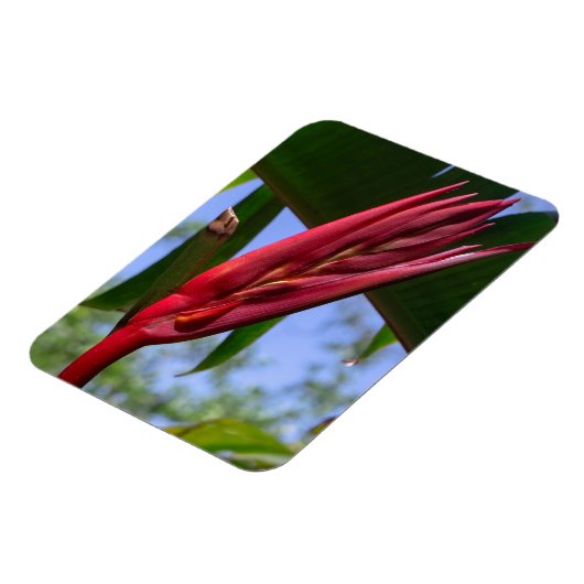 Heliconia Lobster Claw Magnet (Linke Seite)