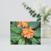 Heliconia Postcard Postkarte (Stehend Vorderseite)