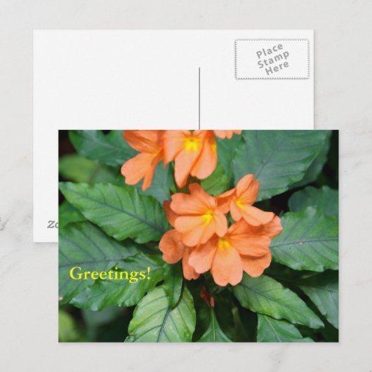 Heliconia Postcard Postkarte (Vorne/Hinten)