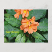 Heliconia Postcard Postkarte (Vorderseite)