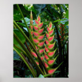 Heliconia Poster (Vorne)