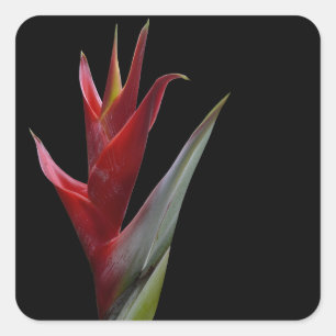 Heliconia Quadratischer Aufkleber