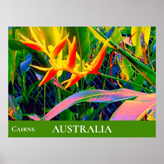 Heliconia Queensland Australien Tropische Blume Poster (Vorne)