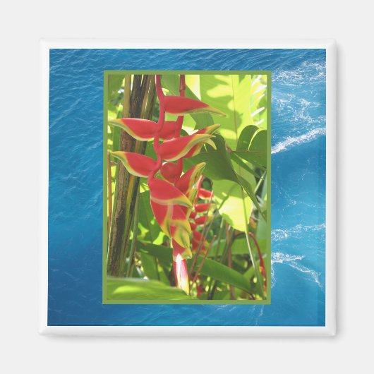 Heliconia rostrata magnet (Vorne)