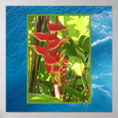 Heliconia rostrata poster (Vorne)