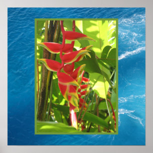 Heliconia rostrata poster