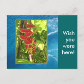 Heliconia rostrata postkarte (Vorderseite)