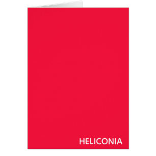 Heliconia roter Name