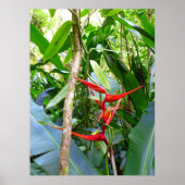 Heliconia und Vanilla Poster (Vorne)