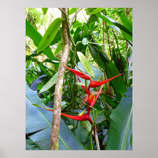 Heliconia und Vanilla Poster (Vorne)