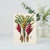 Heliconia Vintag Botanical Postkarte (Stehend Vorderseite)