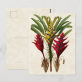 Heliconia Vintag Botanical Postkarte (Vorne/Hinten)