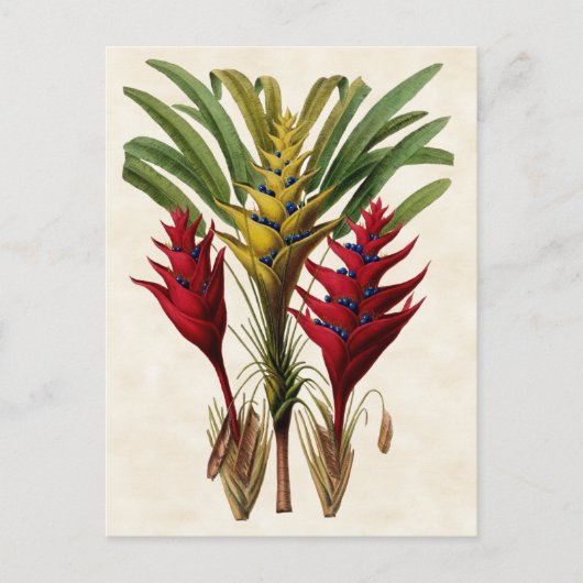 Heliconia Vintag Botanical Postkarte (Vorderseite)