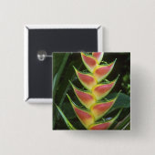 Heliconias, Heliconia walkeriana), La Selva Button (Vorne & Hinten)