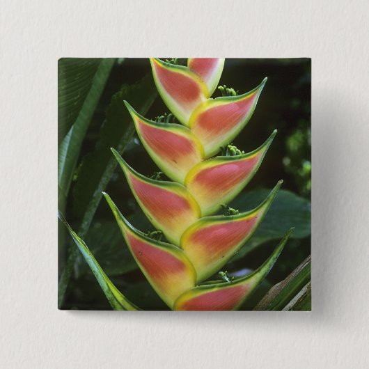 Heliconias, Heliconia walkeriana), La Selva Button (Vorderseite)