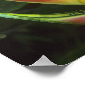 Heliconias, Heliconia walkeriana), La Selva Poster (Ecke)