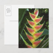 Heliconias, Heliconia walkeriana), La Selva Postkarte (Vorne/Hinten)