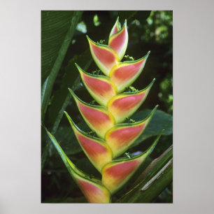 Heliconien, Heliconia walkeriana), La Selva Poster