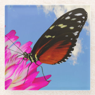 Heliconius-Hekatschmetterling auf einem rosa Dahli Glasuntersetzer