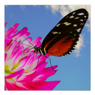 Heliconius-Hekatschmetterling auf einem rosa Dahli Poster