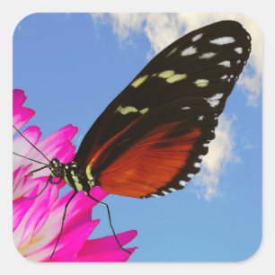 Heliconius-Hekatschmetterling auf einem rosa Dahli Quadratischer Aufkleber