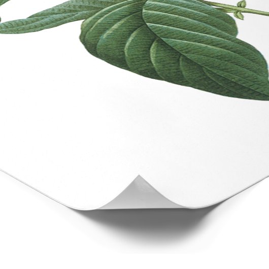 Heliotrope(Heliotropium corymbosum) von Redouté Poster (Ecke)