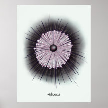Heliozoa Mikrobe Mikrobiologie Digitale Kunst