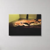 Helix, Boa-Konstriktor Leinwanddruck (Vorderseite)