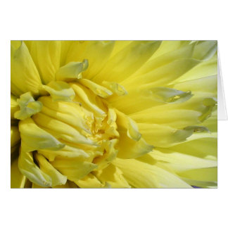 Hell, Lemon Yellow Dahlia