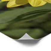 Hell und fröhlich perfekte Sonnenblume in blauem H Poster (Ecke)