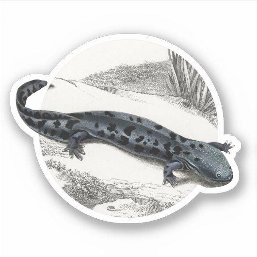 Hellbender Salamander Aufkleber (Vorderseite)