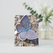 Hellblauer Schmetterling (Stehend Vorderseite)