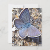 Hellblauer Schmetterling (Rückseite)