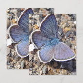 Hellblauer Schmetterling (Vorne/Hinten)
