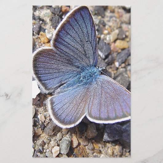 Hellblauer Schmetterling Briefpapier (Vorderseite)