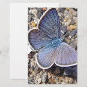 Hellblauer Schmetterling Briefpapier (Vorne/Hinten)