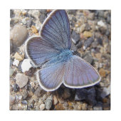 Hellblauer Schmetterling Fliese (Vorderseite)