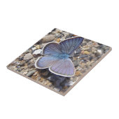 Hellblauer Schmetterling Fliese (Seite)