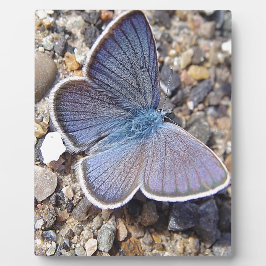 Hellblauer Schmetterling Fotoplatte (Vorderseite)