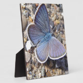 Hellblauer Schmetterling Fotoplatte (Seite)