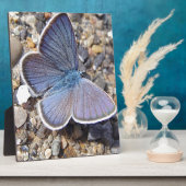 Hellblauer Schmetterling Fotoplatte (Seite)