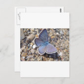 Hellblauer Schmetterling Postkarte (Vorne/Hinten)