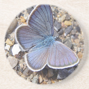 Hellblauer Schmetterling Untersetzer